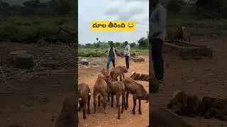 Gym 😜😂 ||#shorts #kcindian #comedy #funny #trending #viral #gym #wow #twist