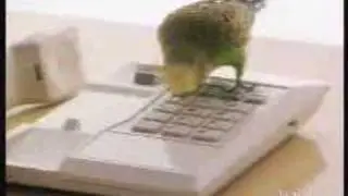 Vogel verschickt Katze