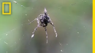 These Spiders Build Decoy Dummies of Themselves | National Geographic