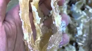 Isinglass