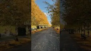 This is how October in LONDON looks like.. 🍁 #londoner #shortsvideo
