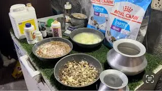 Queen & July diet after delivery || Morning & Afternoon diet || #dog #labrador #love #diet #care
