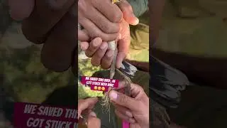 #save bird#birds also have emotions and feelings❤️❤️🥰🥰🥰🥰