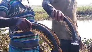 Traditional Village Fishing In Deep Mud | Shoel Fish Catching Method