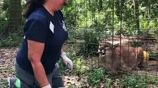 Cougar 