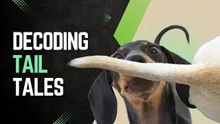 Why Do Dogs Wag Their Tails? 🐶 | Dog Tail Wagging Meaning | Dog Tail Meanings