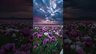 every flower rises as a reminder that hope always returns.#beautifulview #flowerfields #clouds