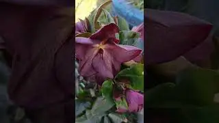🌹❤Bug&uuml;n kadraja takılanlar Milii heleborus kolyoz