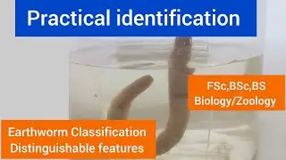 Earthworm distinguishable features| Earthworm characteristics|Earthworm Classification|facts
