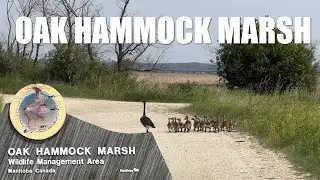 4K OAK HAMMOCK MARSH WETLAND DISCOVERY CENTRE  @FriendlyPrairie
