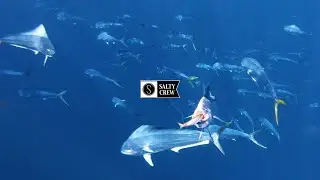 Mahi Mayhem Underwater Scene || Excerpt from Find Refuge In The Sea || Salty Crew