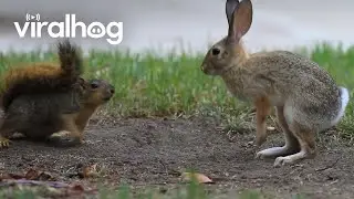 Bunny and Squirrel Play Together || ViralHog