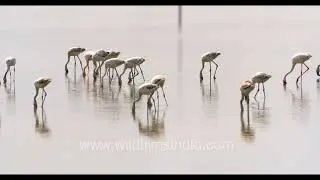 Flamingo Flock Gliding Gracefully Over Sunlit Sambhar Lake Waters