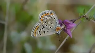 polyommatus icarus female - butterflies of Greece