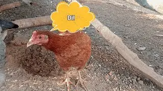 Primeiro Vídeo do Canal