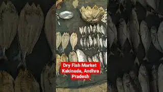 Dry Fish Market, Kakinada, Andhra Pradesh