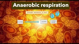 ANAEROBIC RESPIRATION