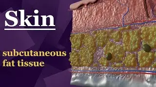 Fatty Layers Unveiled: Exploring Skin's Depths