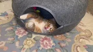 Review of Large Cat tunnel bed for Indoor Cats with 3 Toys. #amazonfinds #amazonpets #catlover
