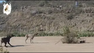 XVI Feira da Ca&ccedil;a de M&eacute;rtola (Spot promo)