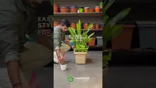 Roll into convenience with planters on wheels! #harshdeepindia #plants #gardenplants #plantgoals