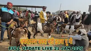 #live जसवंतनगर बकरा मंडी इटावा यू पी | LIVE UPDATE 21 JAN 2026 || चम्बल की बड़े फ्रेम की गाबिन बकरी