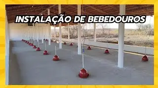 Bebedouros instalados no novo galpão para as 2.000 Galinhas Poedeiras.🐓
