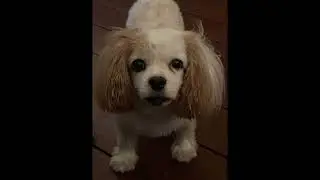 SPECK 🐶 10/1/2012 - 4/8/2022
