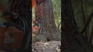 Taking down a huge black cherry with a 220 inch bar #logging #logger #stihl #shorts #felling