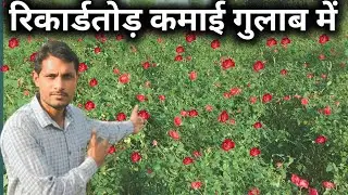 गुलाब की खेती कब और कैसे करें | Gulab ki kheti kaise karen | Rose Flower Farming Business In India