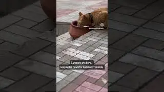 Water for Community pets