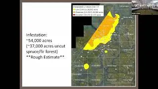 Spruce Budworm Lab L2 update, spring 2024