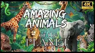 Amazing Animals of the Planet | Breath Taking Encounters with Animals and Nature @EYESonWILD