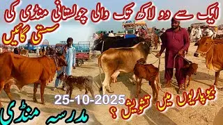 TODAY MADRASSA COW MANDI LATEST PRICE UPDATE || Cholistani Sahiwal Desi Gay || Dairy Farming Animals