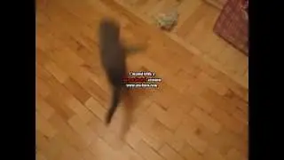 ネコキックネコ