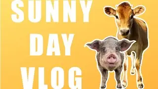 SUNNY DAY FARM VLOG | Lighthouse Farm Sanctuary