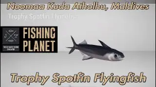 Trophy Spotfin Flyingfish Noomaa Kuda Atholhu Maldives Fishing Planet Guide