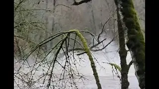 Trees Fall - Renton Cedar River Flood 2025 #nature #storms #flood