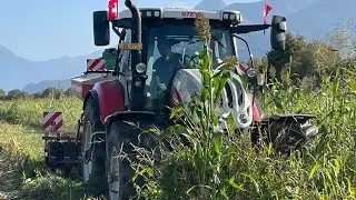 semis sous couvert vivant de féverole