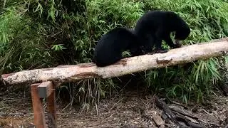 Rescued sun bears and best friends Jessy and Uca playing together on a platform
