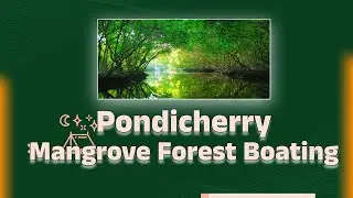 🌴 Pondicherry Mangrove Forest Boating | Hidden Nature Paradise | Best Eco Tourism