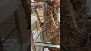 Как вам такой Brahmin?