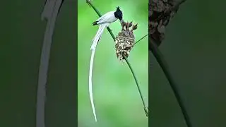 Indian Paradise Flycatcher feeding her chicks. #wildlifephotography #birdphotography #nikon #nature