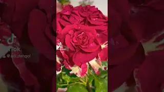 #flowers #spring #viralvideo #travel #suscribe #travel #youtubeshorts #shorts #nature #rose #nepal