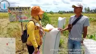 Pengambilan ubinan demplot STI kab.Soppeng Sulsel
