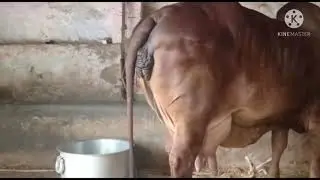 100% pure Gir cow, 3 rd lactation pergent cow, 16 litr milk capacity per day, 8284812167