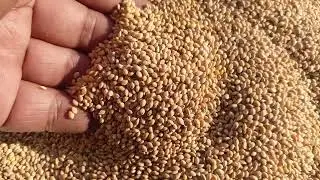 Chenna Seeds, Cheena Beej Prosso Millets Chena Seeds Available @ 978936670