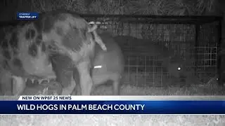 'They take over everything': What can be done to control Florida's wild hog population