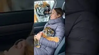 It's back #Short #film #Tiger #Danger #Tiger#Lady