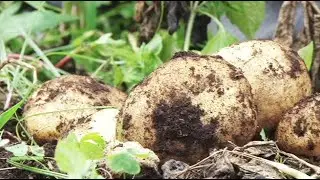 ZAHABU MU KARERE KA RUBAVU, Ubuhinzi bw'ibirayi nk'umushinga ushobora kukugira umukire ako kanya.